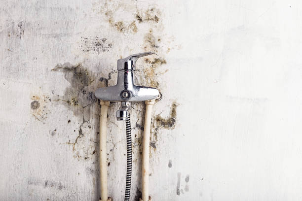 Best Post-Remediation Services in Shenorock, NY