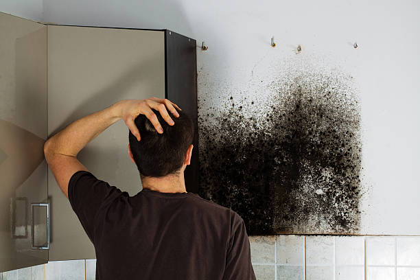 Best Industrial Mold Remediation in Shenorock, NY