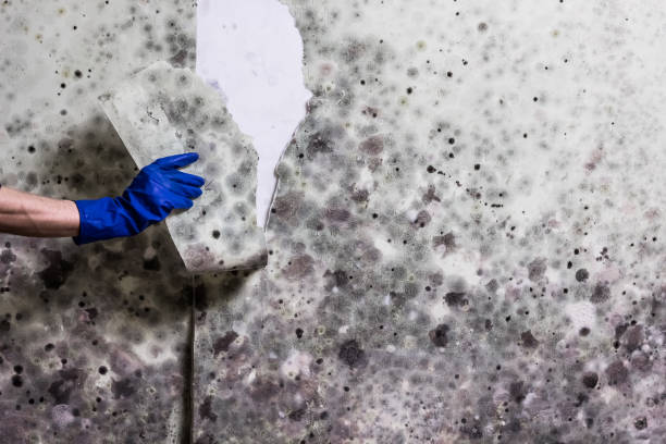 Best HVAC Mold Remediation in Shenorock, NY