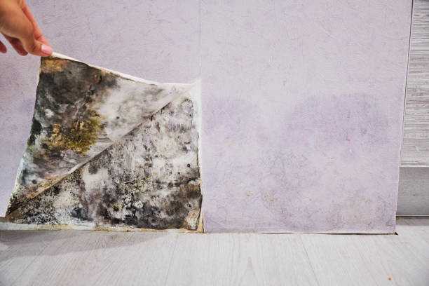 Best Kitchen Mold Remediation in Shenorock, NY